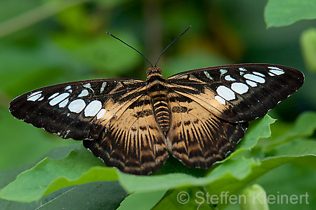 151 Segler - Parthenos sylvia